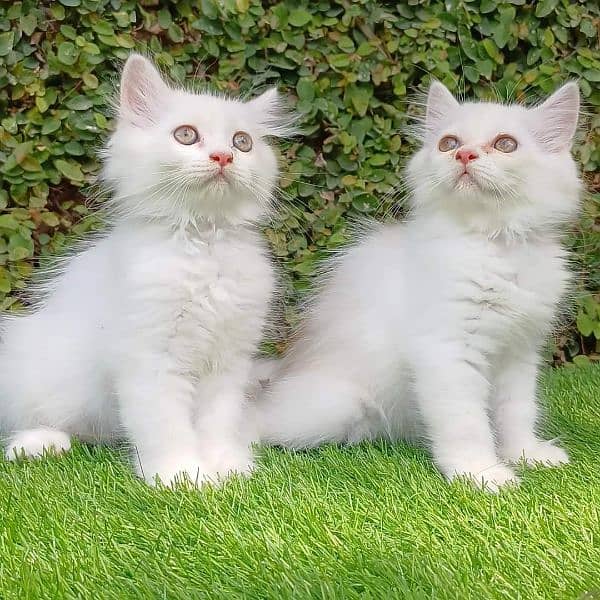 Persian kitten for urgent saleMy WhatsApp number 03473694899 0