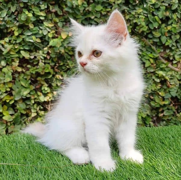 Persian kitten for urgent saleMy WhatsApp number 03473694899 1