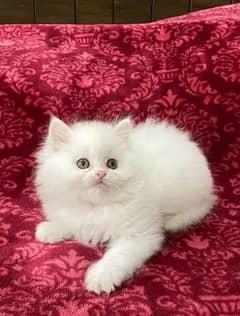 Persian kittens