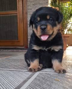 Rottweiler Puppies