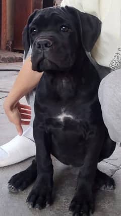 imported black cane corso female puppy