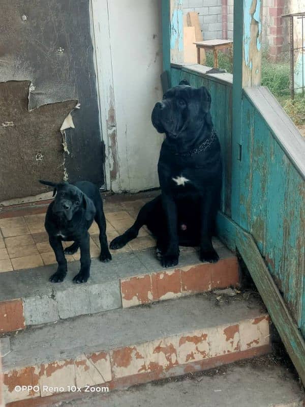 imported black cane corso female puppy 1