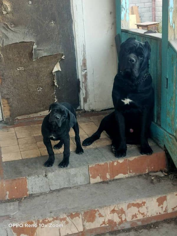 imported black cane corso female puppy 2