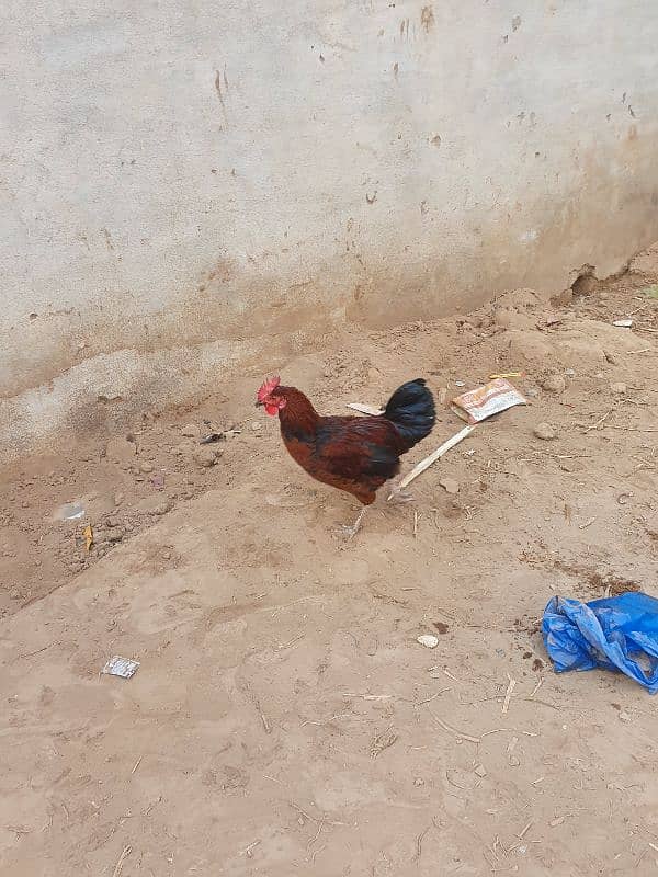 desi hen 0