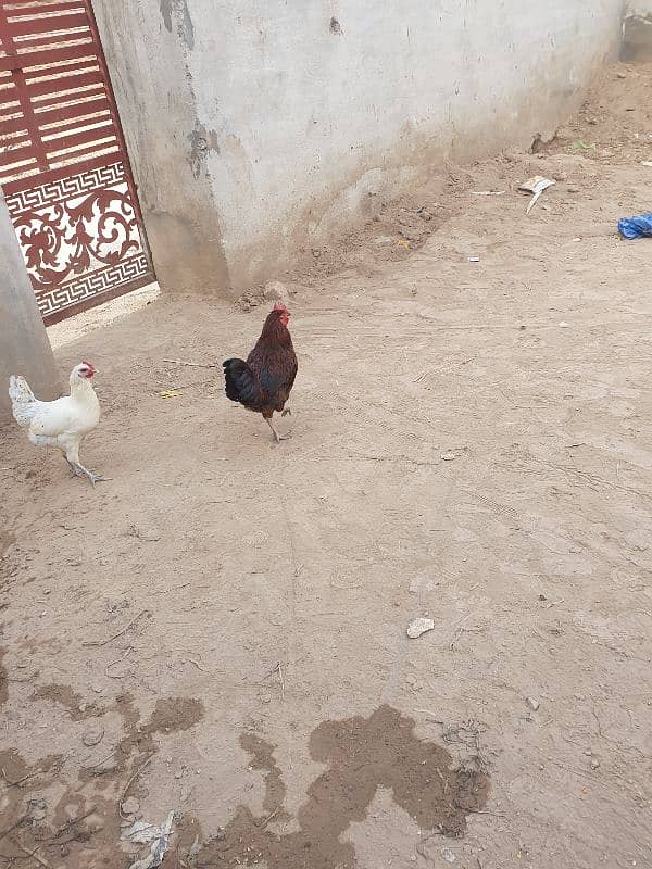 desi hen 1