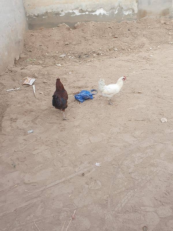 desi hen 2