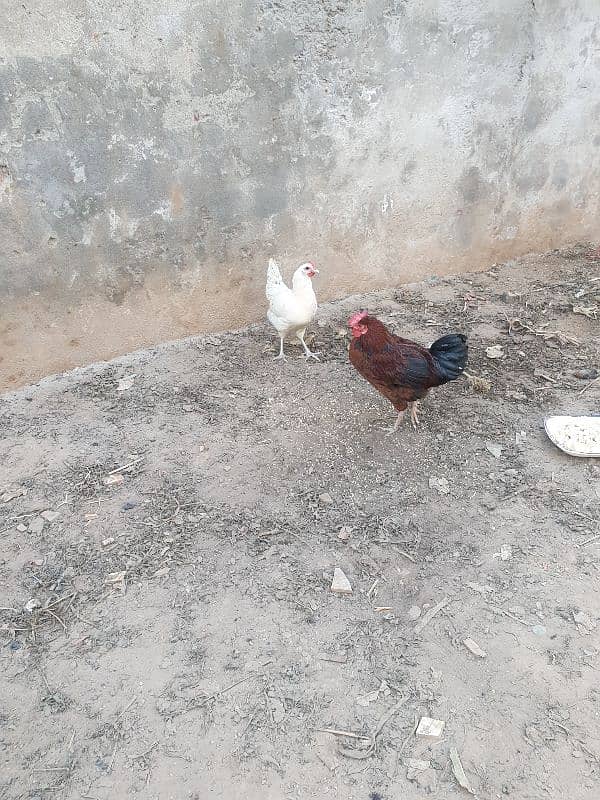 desi hen 3