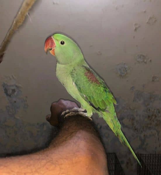 raw parrot for sale 0