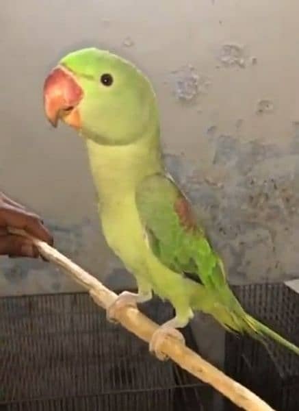 raw parrot for sale 1