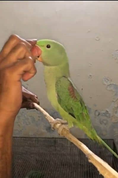 raw parrot for sale 2