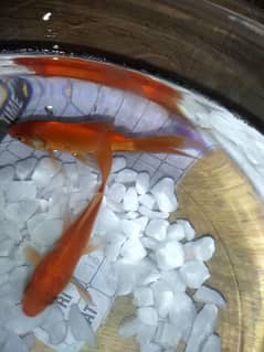 GOLDFISH HEALTHY AND ACTIVE PAIR FOR SALE.