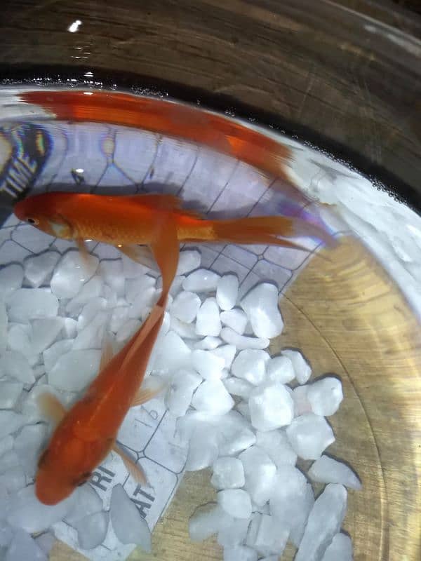 GOLDFISH HEALTHY AND ACTIVE PAIR FOR SALE. 0