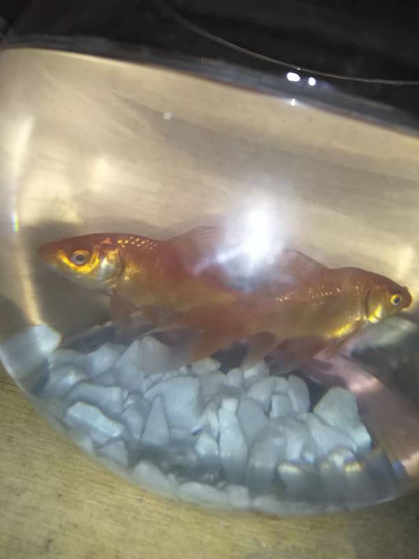 GOLDFISH HEALTHY AND ACTIVE PAIR FOR SALE. 1