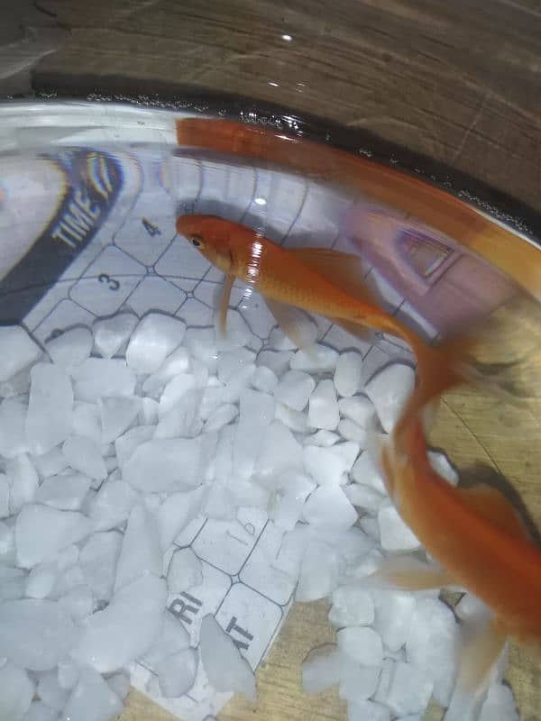 GOLDFISH HEALTHY AND ACTIVE PAIR FOR SALE. 2