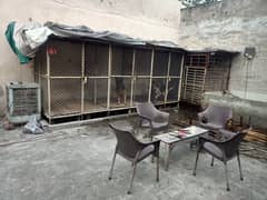 Dogs cages for sale in lahore pakistan