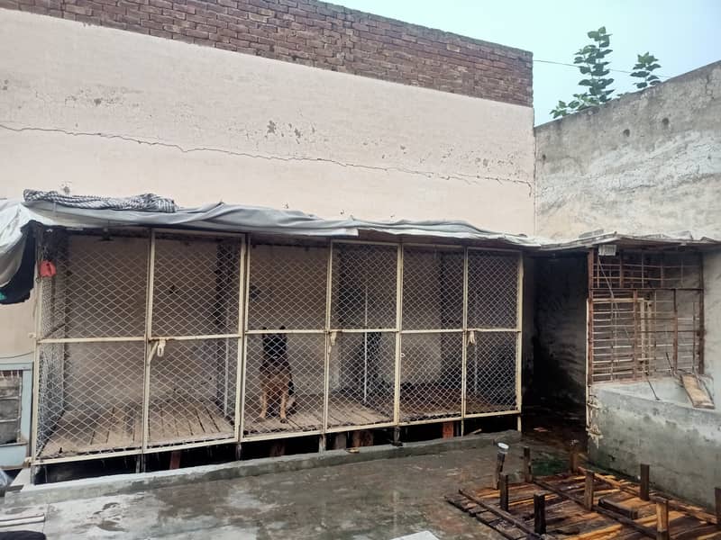 Dogs cages for sale in lahore pakistan 2