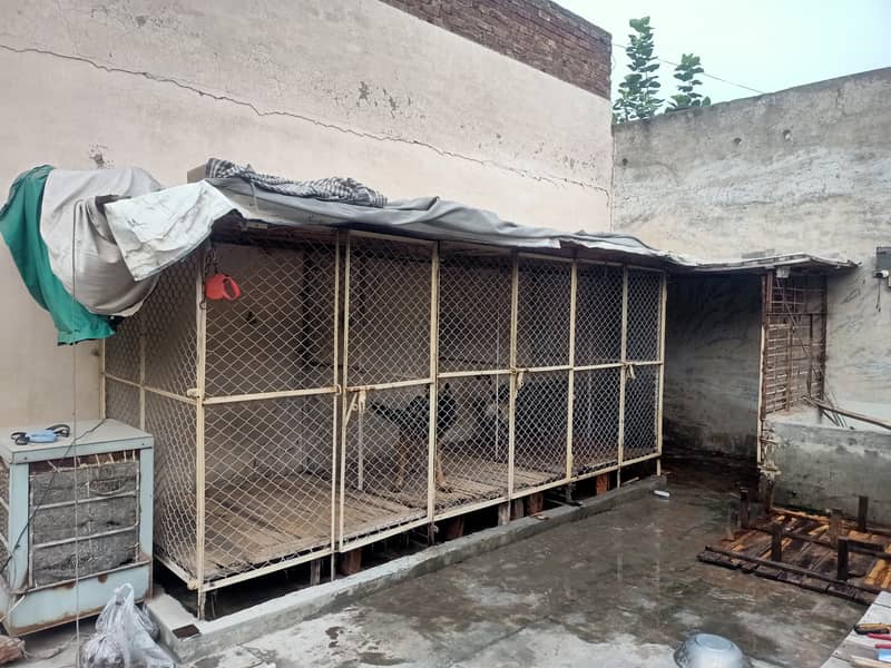 Dogs cages for sale in lahore pakistan 3