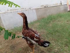 Aseel Breed 2 female, Misri 5 chicks