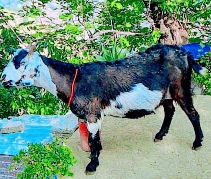 Tadi patil goat 0