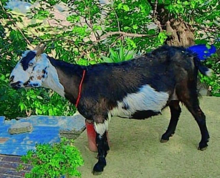 Tadi patil goat 4