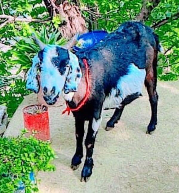 Tadi patil goat 5