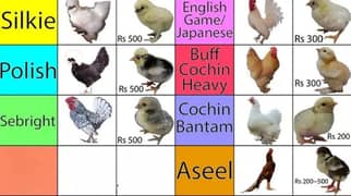 Fancy,Aseel,Hens,Chickens,Eggs,Feed,Hatchery,Incubators,O312-9430389