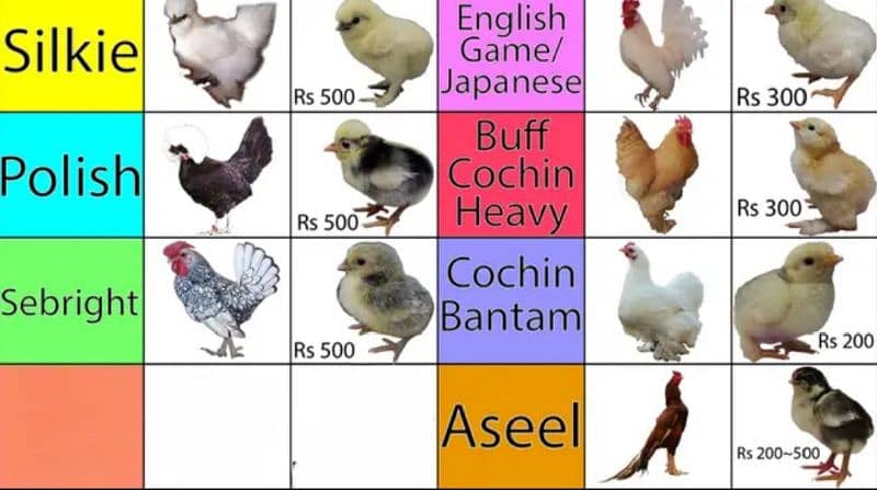 Fancy,Aseel,Hens,Chickens,Eggs,Feed,Hatchery,Incubators,O312-9430389 0