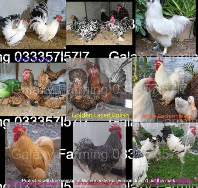 Fancy,Aseel,Hens,Chickens,Eggs,Feed,Hatchery,Incubators,O312-9430389 1