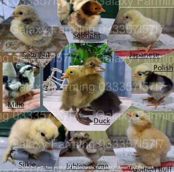 Fancy,Aseel,Hens,Chickens,Eggs,Feed,Hatchery,Incubators,O312-9430389 2