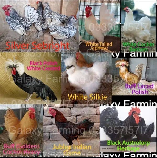 Fancy,Aseel,Hens,Chickens,Eggs,Feed,Hatchery,Incubators,O312-9430389 3