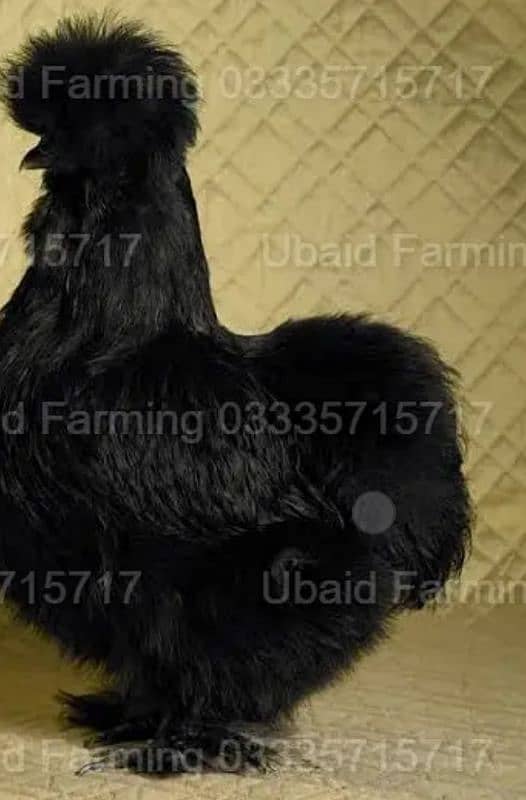 Fancy,Aseel,Hens,Chickens,Eggs,Feed,Hatchery,Incubators,O312-9430389 4