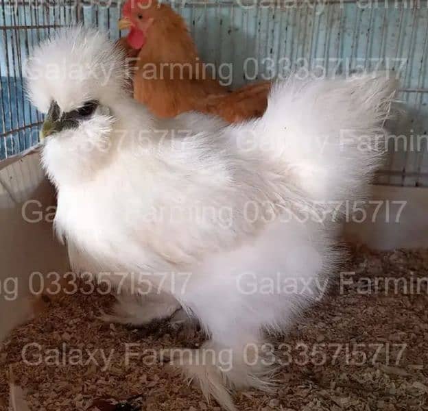 Fancy,Aseel,Hens,Chickens,Eggs,Feed,Hatchery,Incubators,O312-9430389 5