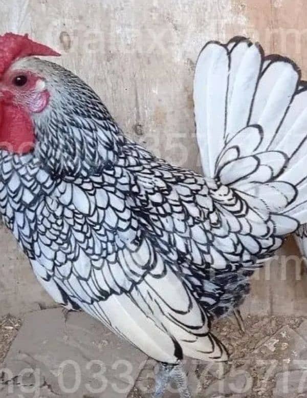 Fancy,Aseel,Hens,Chickens,Eggs,Feed,Hatchery,Incubators,O312-9430389 6