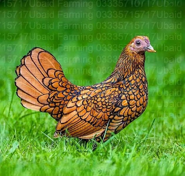 Fancy,Aseel,Hens,Chickens,Eggs,Feed,Hatchery,Incubators,O312-9430389 7