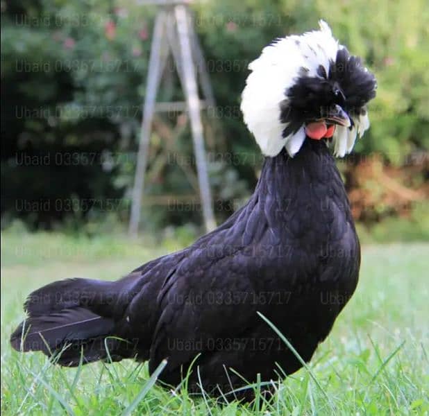 Fancy,Aseel,Hens,Chickens,Eggs,Feed,Hatchery,Incubators,O312-9430389 9