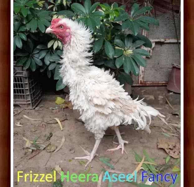 Fancy,Aseel,Hens,Chickens,Eggs,Feed,Hatchery,Incubators,O312-9430389 10