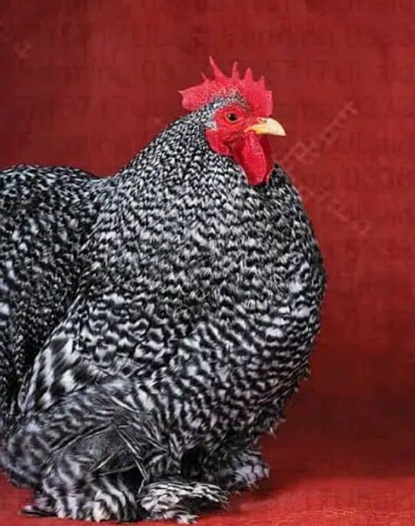 Fancy,Aseel,Hens,Chickens,Eggs,Feed,Hatchery,Incubators,O312-9430389 11