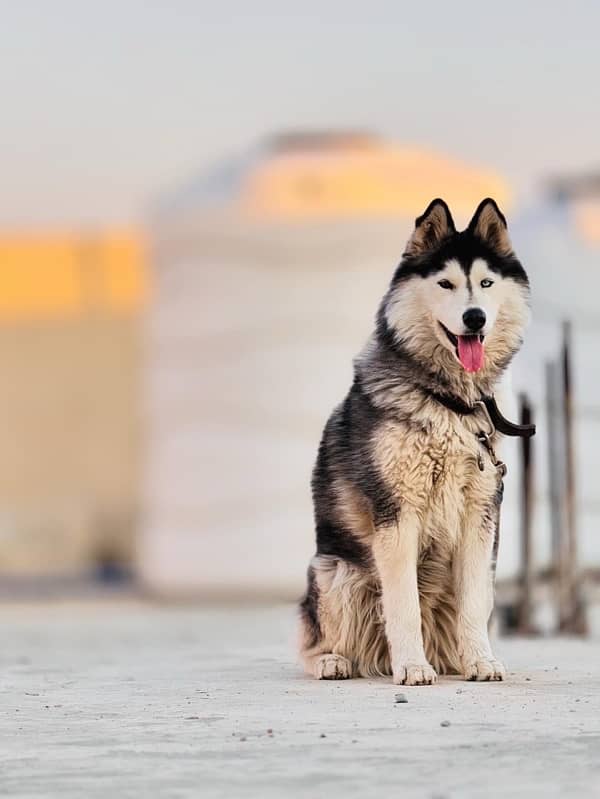 ODD EYES SIBERIAN HUSKY 1