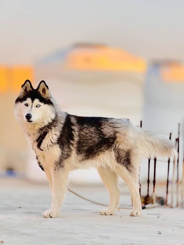 ODD EYES SIBERIAN HUSKY 2