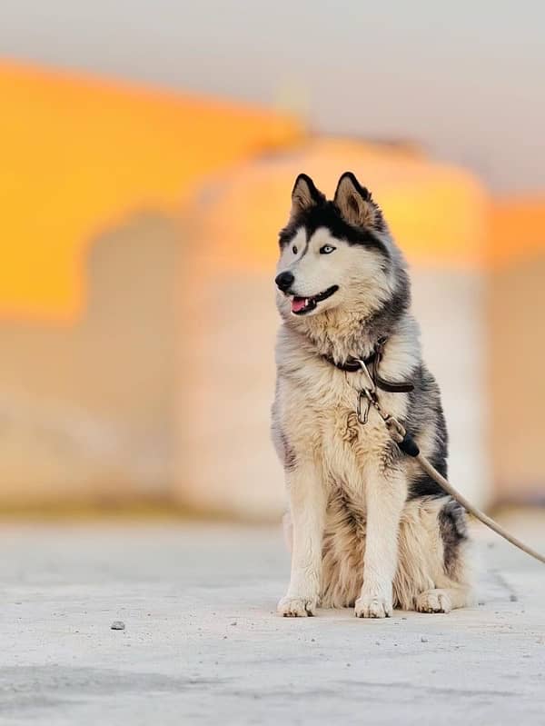 ODD EYES SIBERIAN HUSKY 4