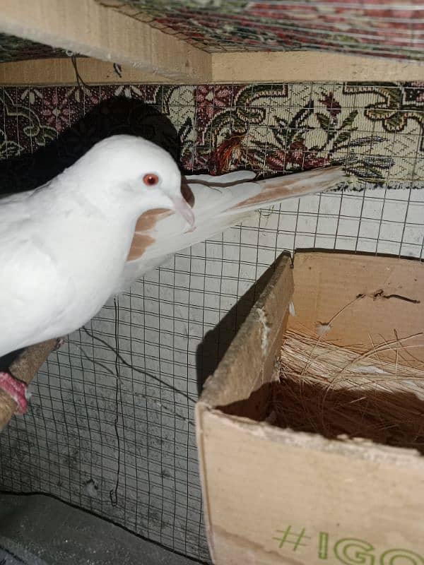 Doves pair for sale urgent 0