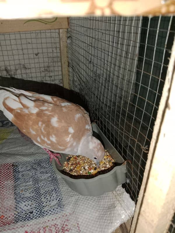 Doves pair for sale urgent 1