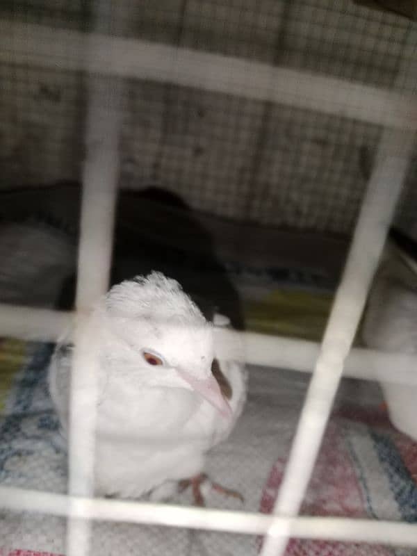 Doves pair for sale urgent 2