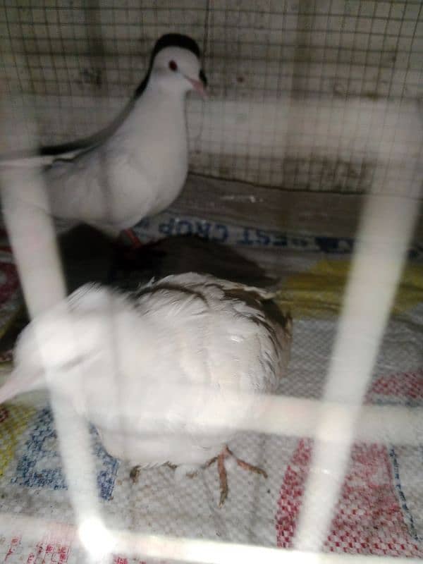 Doves pair for sale urgent 3