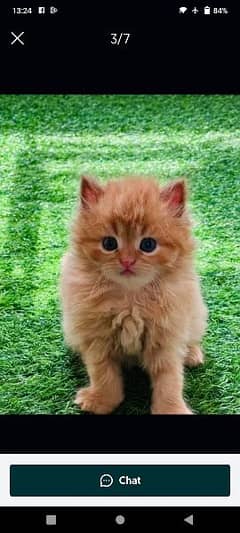 Persian cat sale raabta number 03287625932 WhatsApp