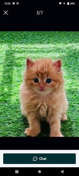 Persian cat sale raabta number 03287625932 WhatsApp 0