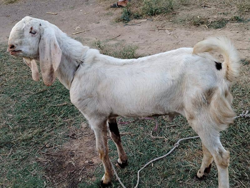 bakra or bakri  for sell 0