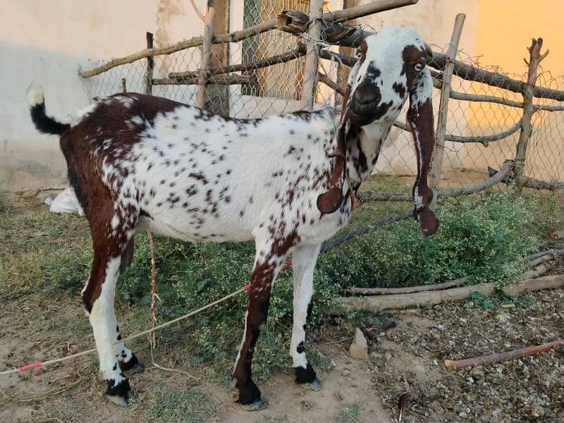 bakra or bakri  for sell 1