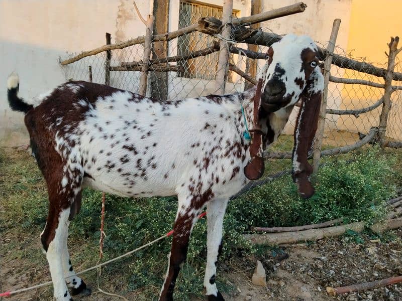 bakra or bakri  for sell 2