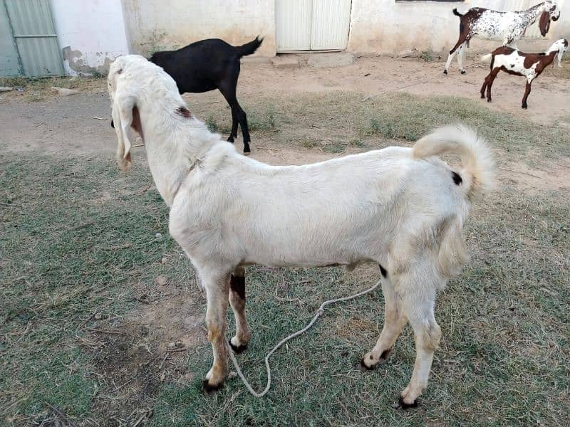 bakra or bakri  for sell 3